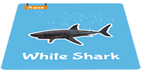 white-shark